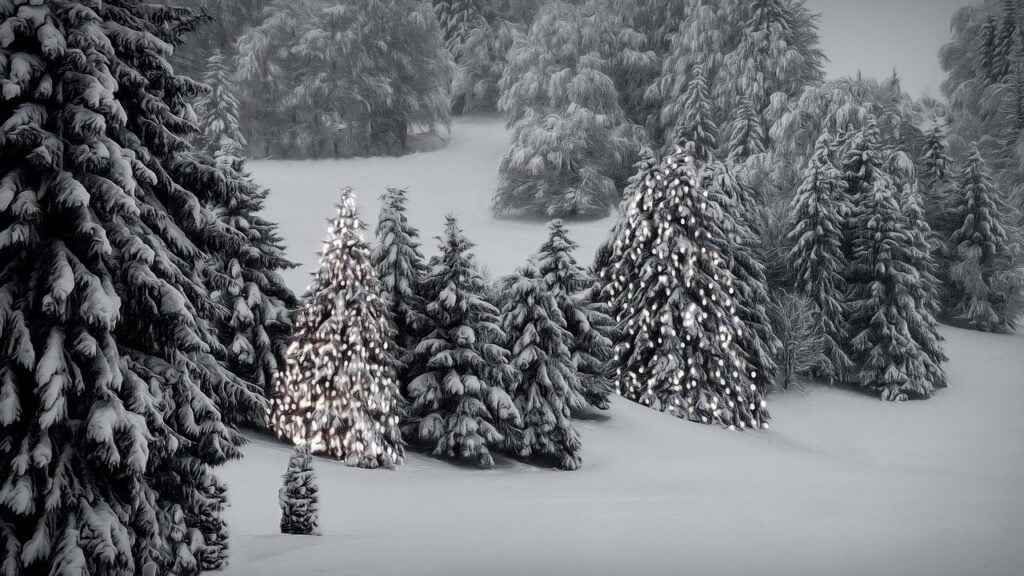 Outdoor Christmas Tree